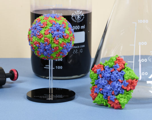 03 Foot-and-mouth virus