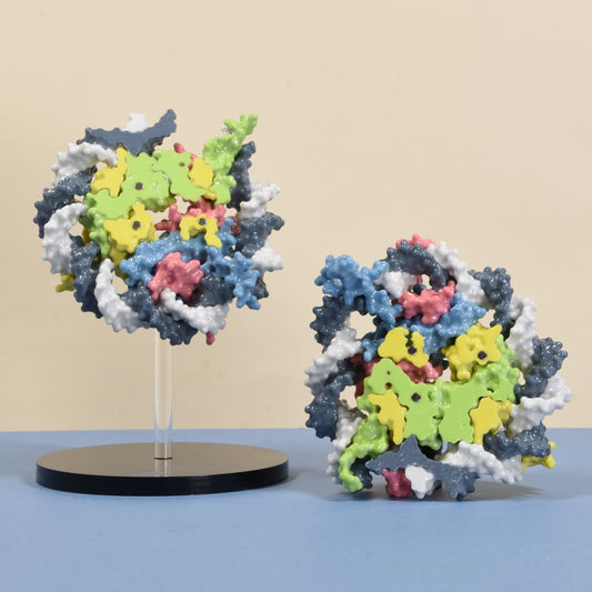 12 Nucleosome with DNA