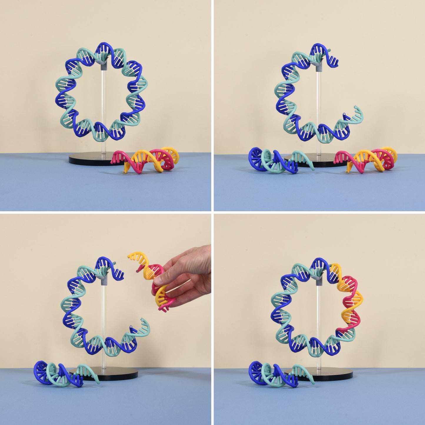 11 DNA Plasmid Cloning Model