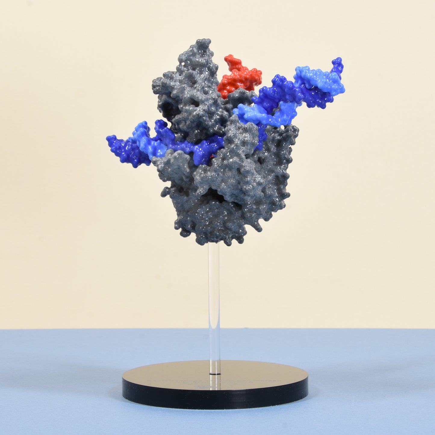 21 RNA Polymerase