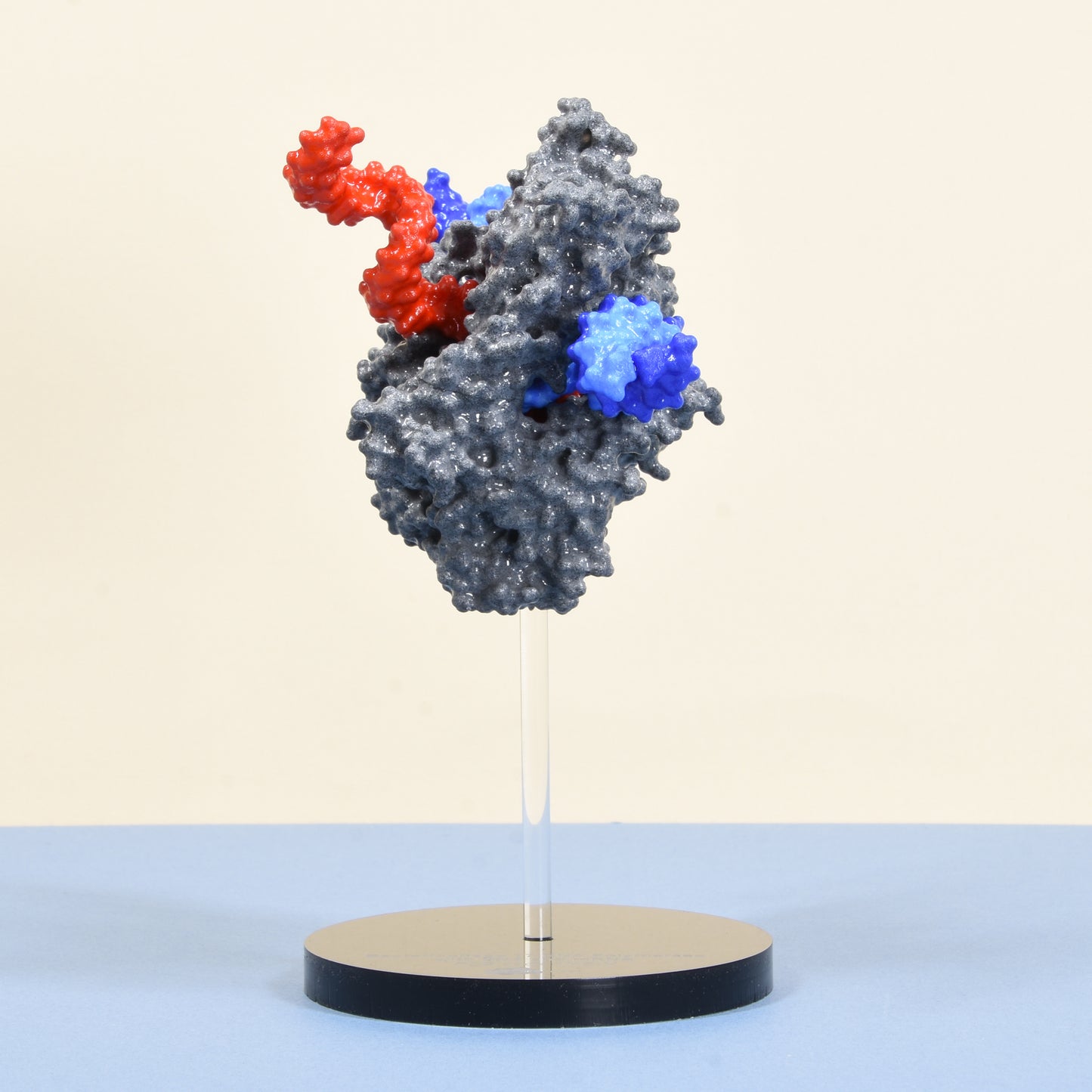 21 RNA Polymerase