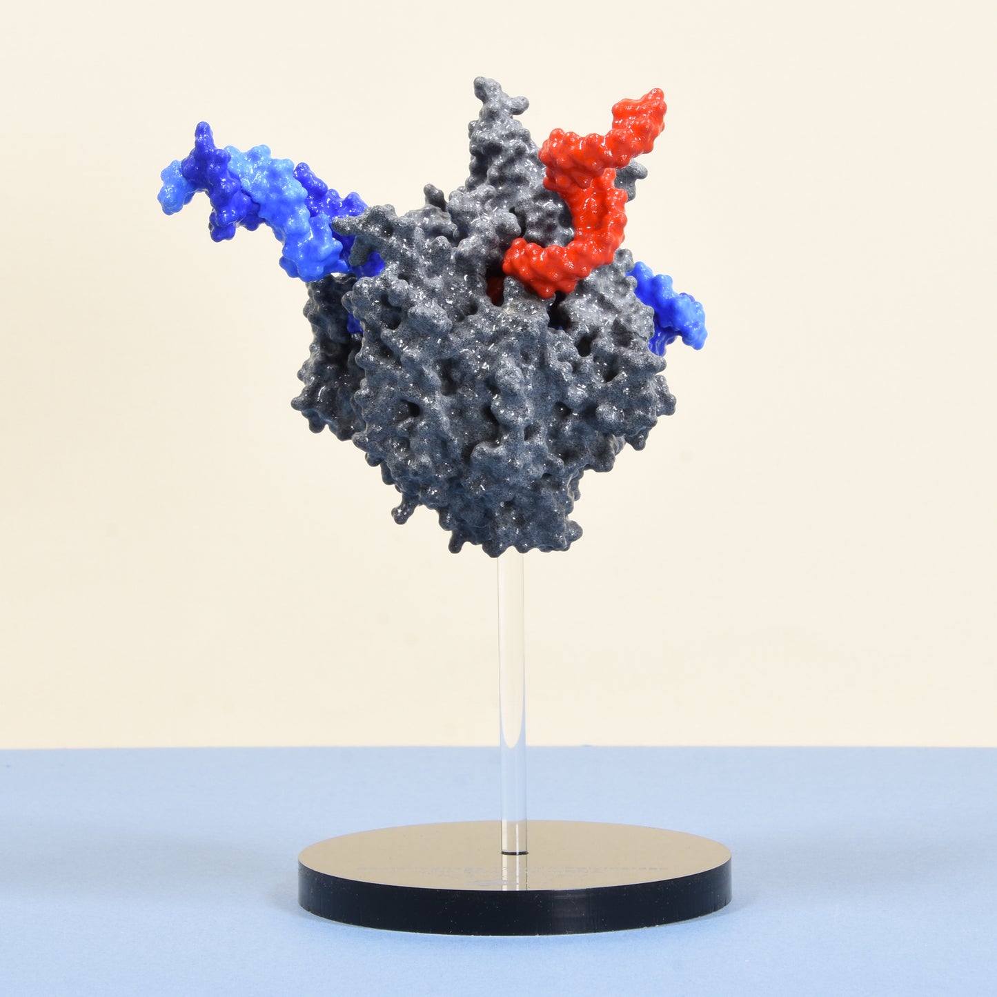 21 RNA Polymerase