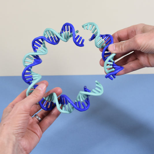 11 DNA Plasmid Cloning Model