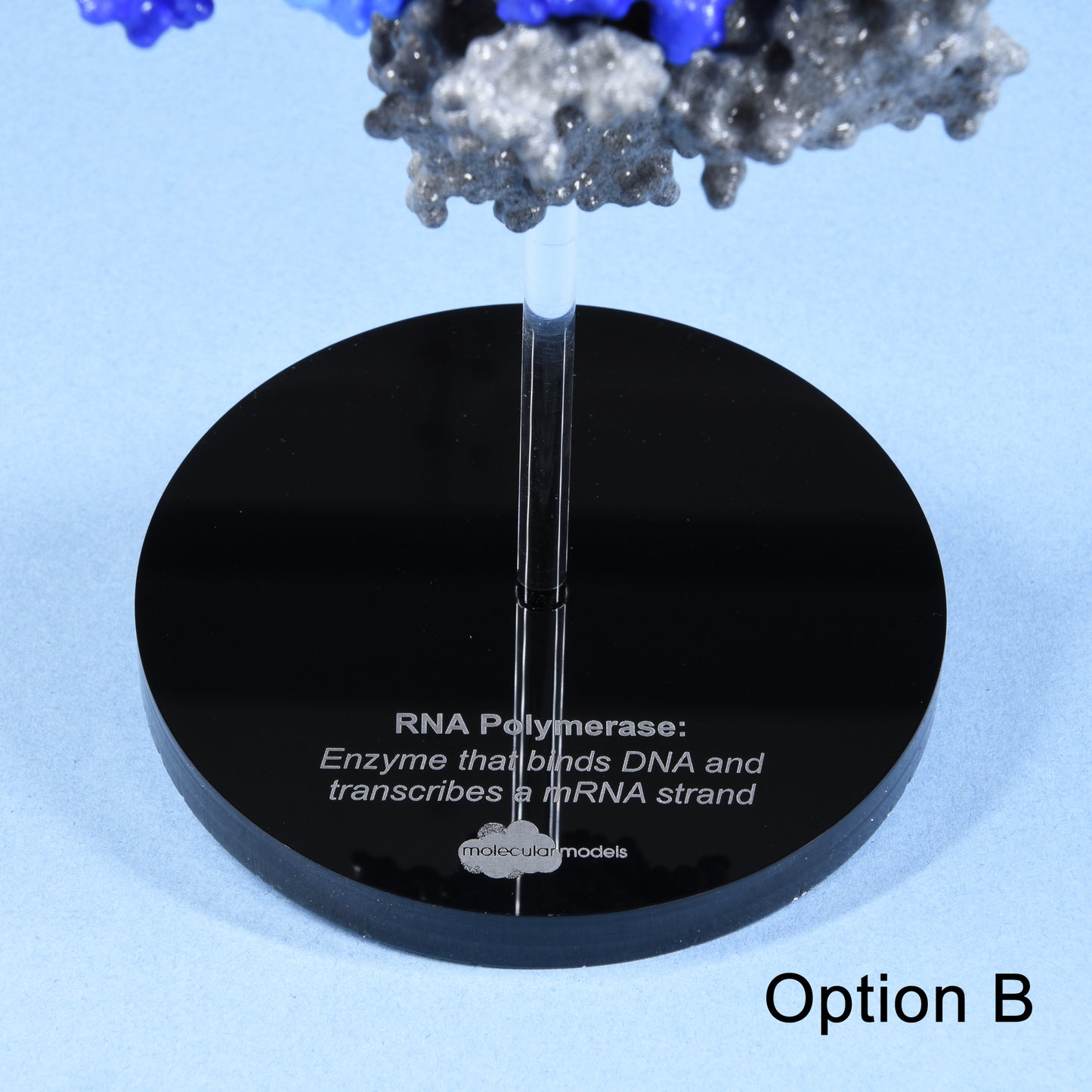 21 RNA Polymerase