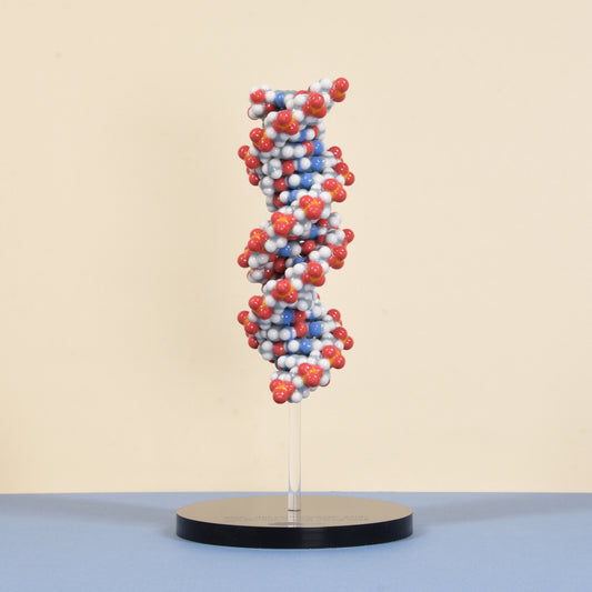 10 DNA (B-form)