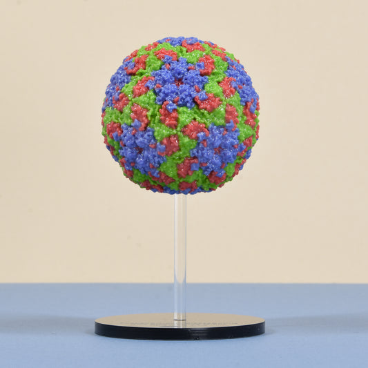 03 Foot-and-mouth virus