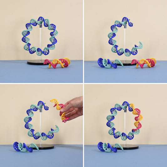11 DNA Plasmid Cloning Model